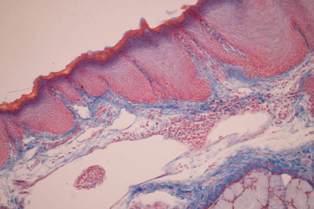 istock Thyroid gland and Thymus gland human Child under the microscope for education in the laboratory. 1589187699