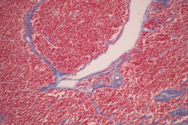 istock Thyroid gland and Thymus gland human Child under the microscope for education in the laboratory. 1589187922