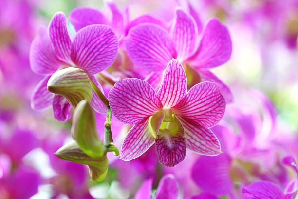 istock Beautiful purple orchid 158918906
