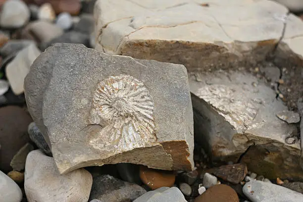 Ammonite fossil into the stone. Ammonites are an extinct group of marine invertebrate animals in the subclass Ammonoidea of the class Cephalopoda. A fossil found in Russia, the Volga region, Ulyanovsk