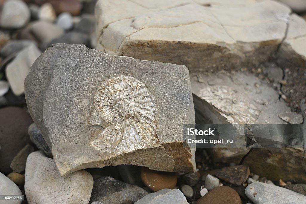 Amonite fossil Cercado - Foto de stock de Sequência de Fibonacci royalty-free