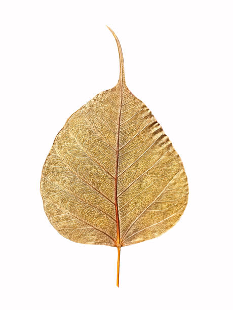 istock Pho leaves white background,The Bodhi tree is a very important tree in Buddhism. because it is the tree where the Lord Buddha sat and attained enlightenment 1589200341