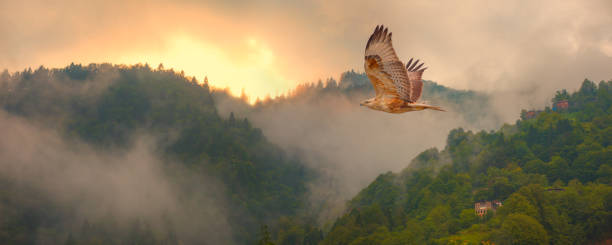 istock Fog covering on the mountain forest with red tailed hawk 1589202945