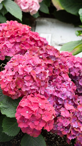 istock flowers in the Garden 1589211431