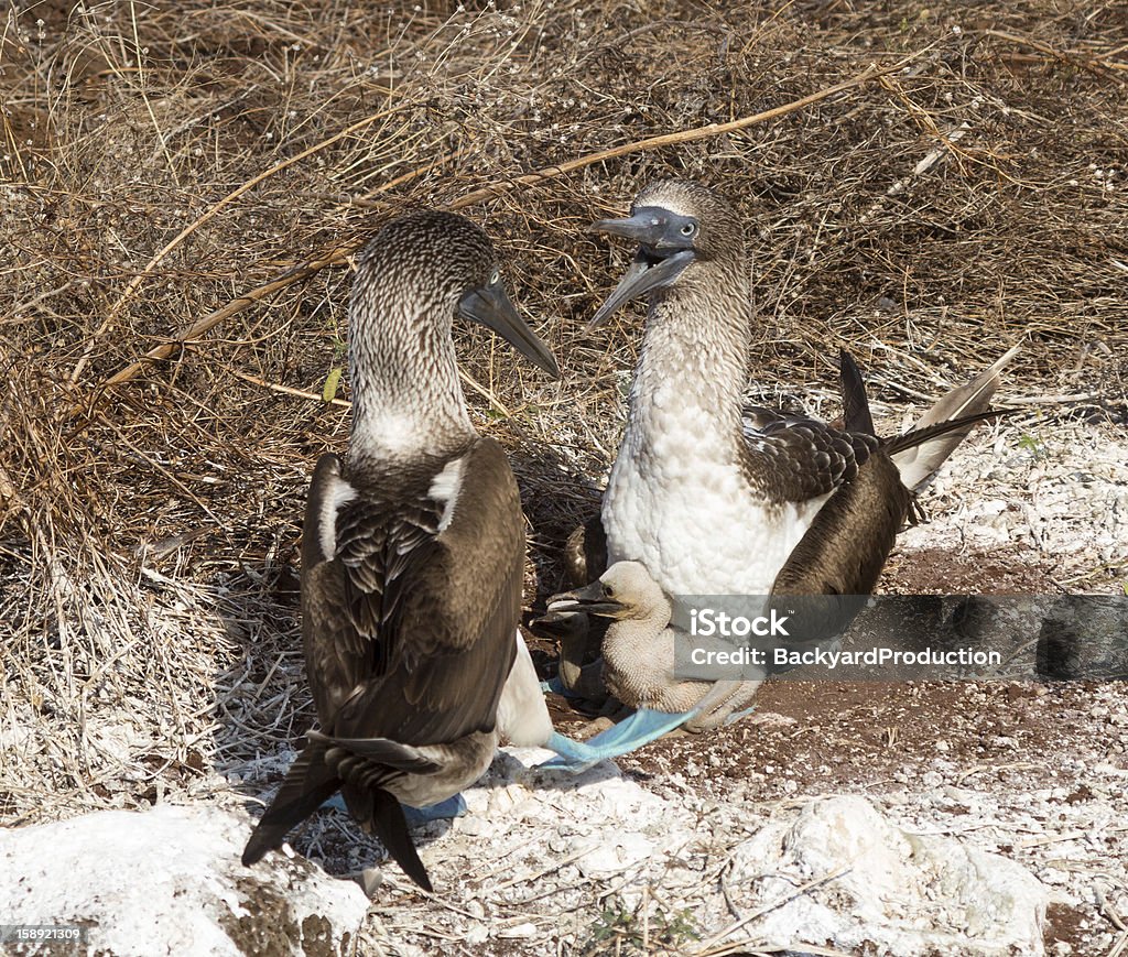 Fou à pieds bleus deux poussins et oiseaux de mer - Photo de Animal nouveau-né libre de droits