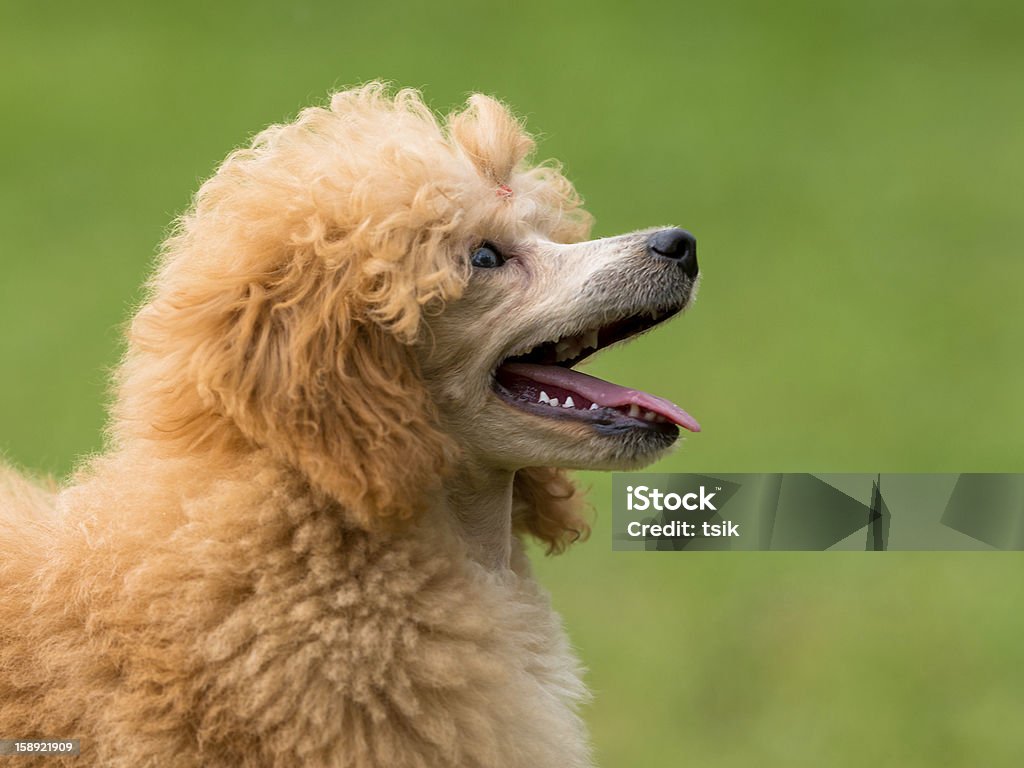 Porträt von eine weibliche Aprikose Pudel Hund - Lizenzfrei Blick in die Kamera Stock-Foto