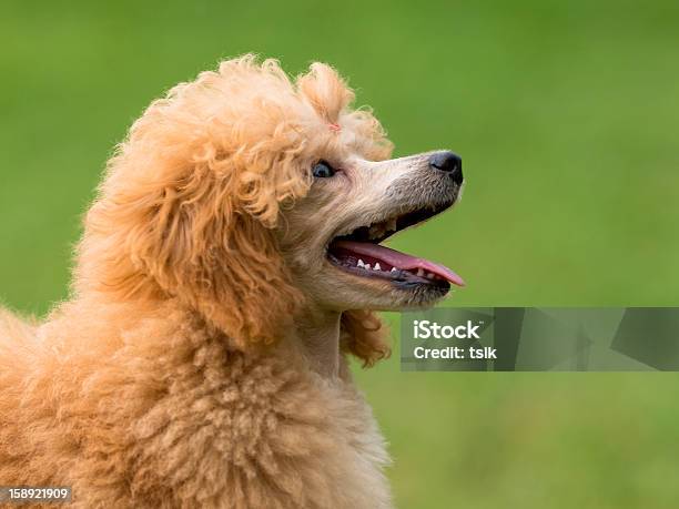 Retrato De Uma Mulher Cão Poodle De Abricó - Fotografias de stock e mais imagens de Amizade - Amizade, Animal, Animal Doméstico