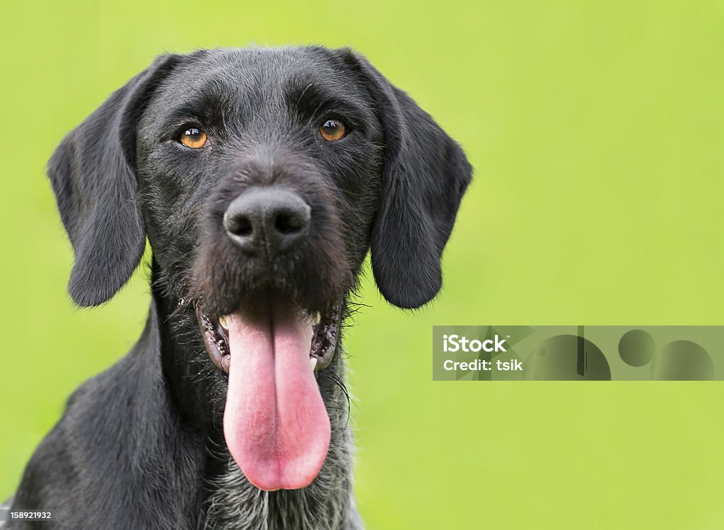 German Wirehaired Pointer (Deutsch Drahthaar) stanowi - Zbiór zdjęć royalty-free (Czujność)