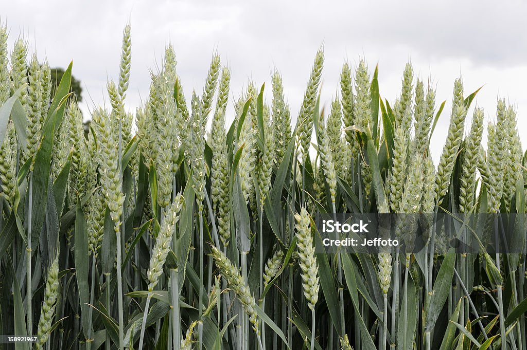 Verde Trigo Colheita - Royalty-free Agricultura Foto de stock