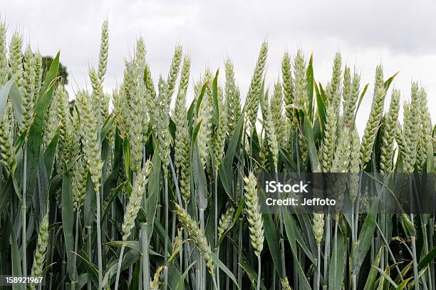 Verde Trigo Colheita - Fotografias de stock e mais imagens de Agricultura - Agricultura, Ao Ar Livre, Cena Rural