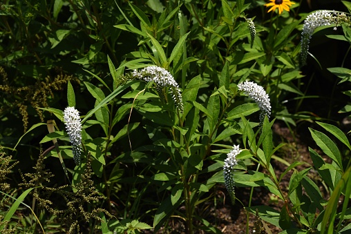 Gooseneck loosestrife ( Lysimachia clethroides ) flowers. Primulaceae perennial plants. Many white flowers bloom in the raceme at the tip of the stem from June to July.