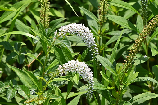 Gooseneck loosestrife ( Lysimachia clethroides ) flowers. Primulaceae perennial plants. Many white flowers bloom in the raceme at the tip of the stem from June to July.