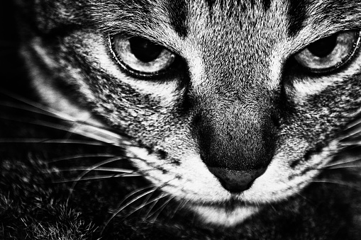 black and white image of cool tabby cat
