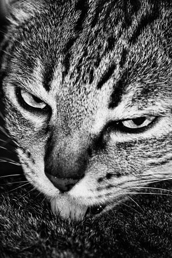 black and white image of cool tabby cat