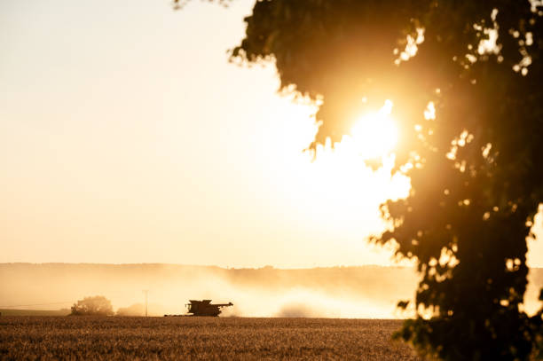 istock Grain harvest in the evening light 1589226219