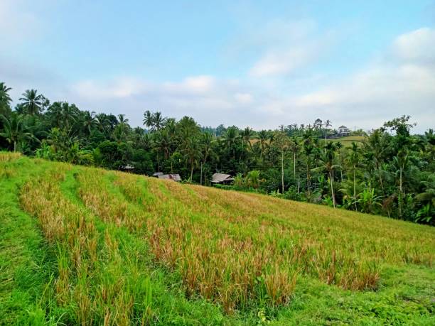 istock View of terraced rice fields in Bali 1589229988