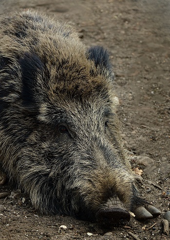 A close-up of a Central European Boar (Sus scrofa scrofa)