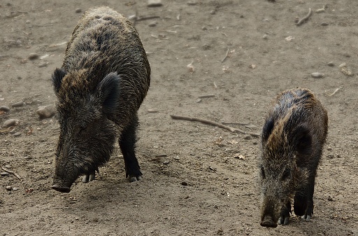 The two Central European Boars (Sus scrofa scrofa) on a dirt road