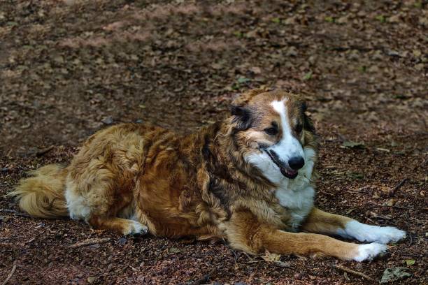 istock Australian Shepherd dog sitting atop a sun-dappled dirt field 1589231496