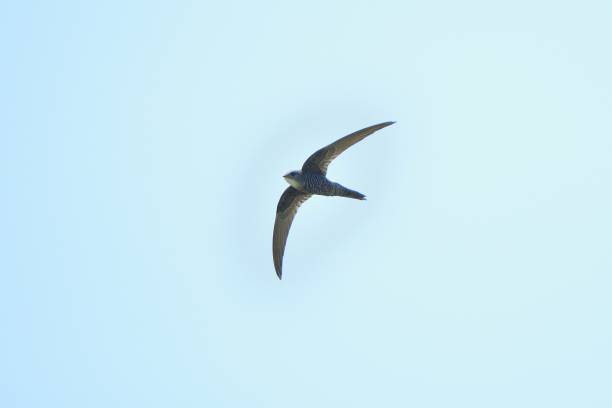 istock Pacific swift flying in the blue sky in Hokkaido. 1589235135