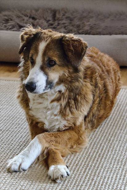 istock Cheerful brown Australian Shepherd contentedly on the floor beside a comfortable sofa 1589251085