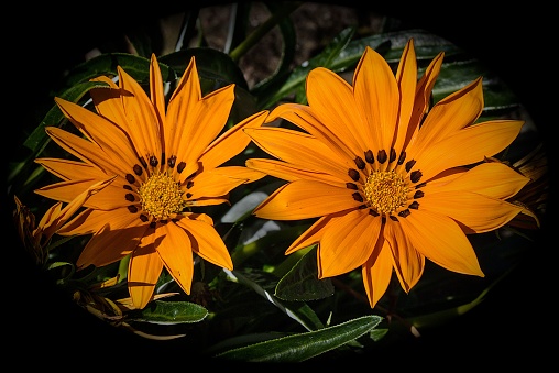 The two vibrant orange Harsh gazania flowers illuminated amongst a dark