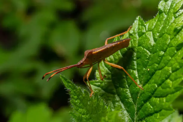 A closeup shot of a brown forest bug or red-legged shieldbug on a green leaf, Pentatoma rufipes.