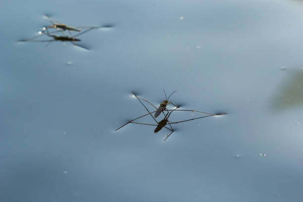 Insect Gerris lacustris, known as common pond skater or common water strider is a species of water strider, found in Europe have ability to move quickly on the water surface and have hydrophobic legs. el insecto gerris lacustris, conocido como patinador de estanque común o zancudo acuático común es una especie de zancudo acuático, que se encuentra en europa tiene la capacidad de moverse rápidamente en la superficie del agua y tiene patas hidrófoba