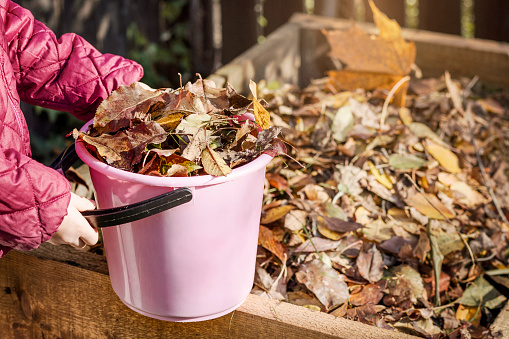 Composting. Autumn clean up. Compost Bin from Fallen Autumn Leaves in Garden. Recycling concept.