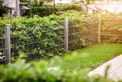 Hedge with Stainless Steel Mesh Fence of Patio Garden. Hedgerow or Green Leaves Wall of Modern Landscaping.