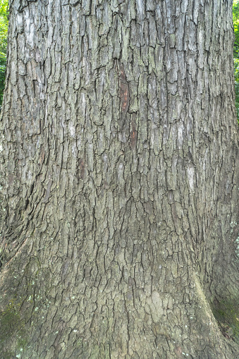 Tree bark trunk old tree skin texture background closeup detail natural light