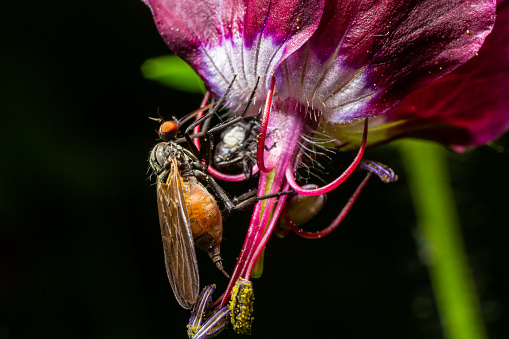 Empis tesselata Dance Fly on a plant.