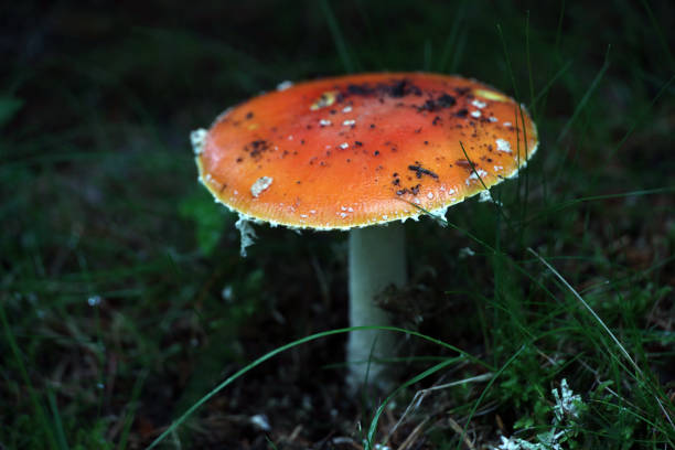 mushrooms in the forest