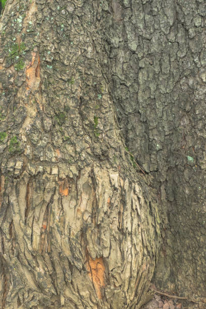 istock Tree bark trunk old tree skin texture background closeup detail natural light 1589282823