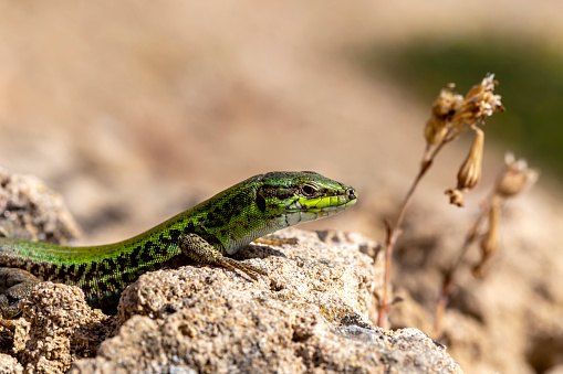 Animals. A nimble Erhard's Wall Lizard (Podarcis erhardii naxensis) sits in a stones close-up on a spring day.