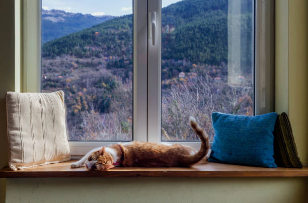 Cute white-red cat lies on a windowsill close-up
