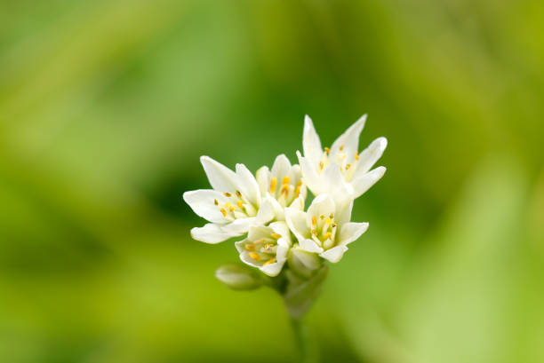 istock Small white flowers of Fragrant false garlic (Sunny outdoor closeup macro photograph) 1589293512