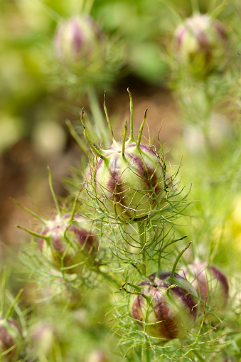 Lot of Nigella (Devil in a bush)  thorn-covered fruit in the green field (Sunny outdoor closeup macro photograph)