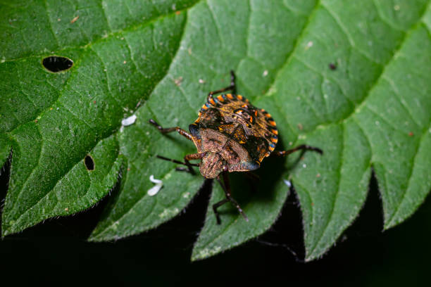 istock A closeup shot of a brown forest bug or red-legged shieldbug on a green leaf, Pentatoma rufipes 1589294056