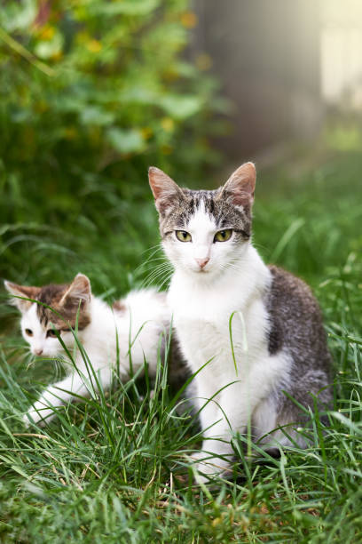 istock Young cats in the grass in summer. 1589295669