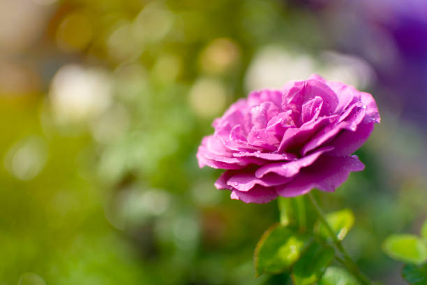 une rose pourpre avec bokeh de fond de jardin - rose petals temperate flower scenics prickly rose photos et images de collection