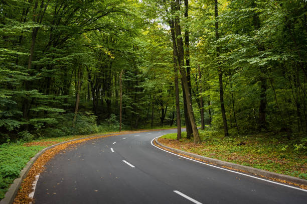 istock Road turning right in green forest 1589303095