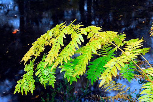 Royal fern (Osmunda regalis) fronds with autumn colors.