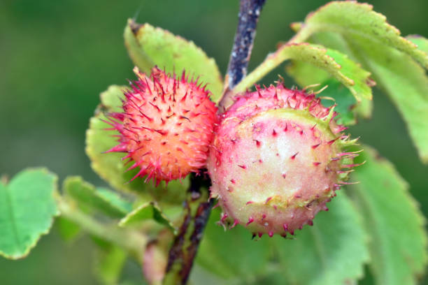 istock Rose gall produced by the wasp Diplolepis rosae 1589311812