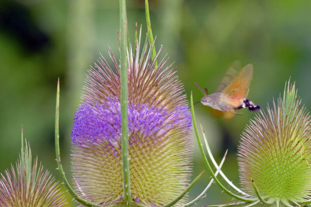 The hummingbird hawk-moth (Macroglossum stellatarum) feeding on wild teasel (Dipsacus fullonum) flowers on a green background