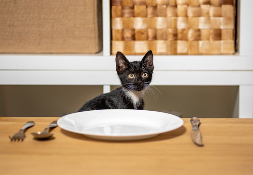 hungry black and white kitten sitting at a wooden table in front of an empty white plate and cutlery
