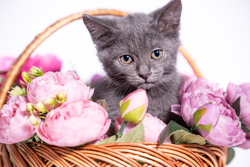 beautiful silver mongrel kitten sitting in a wicker basket with purple artificial peonies