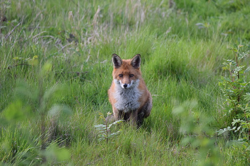 An individual red fox from various angles resting in a green grass field surrounded by seeding dandelions.