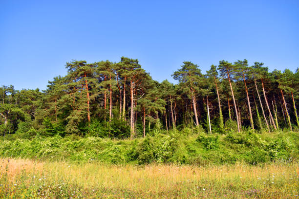Pine forest of Scots pine (Pinus sylvestris) and a blue sky.