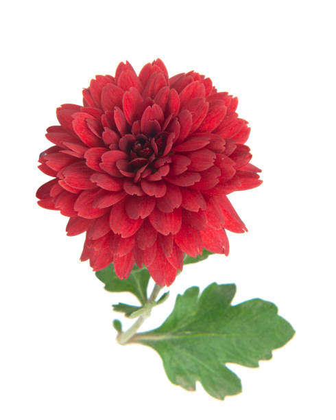 istock dark pink chrysanthemum flowers on a white background 1589336380